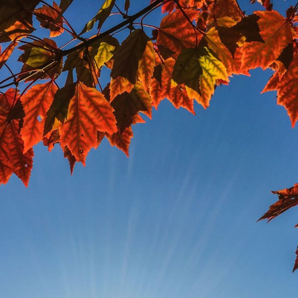 Best time to view fall red leaves in Japan