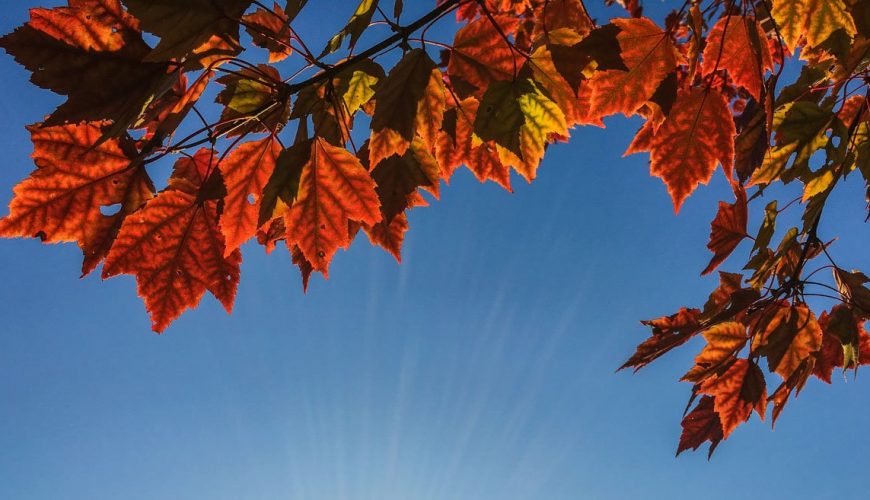 Best time to view fall red leaves in Japan