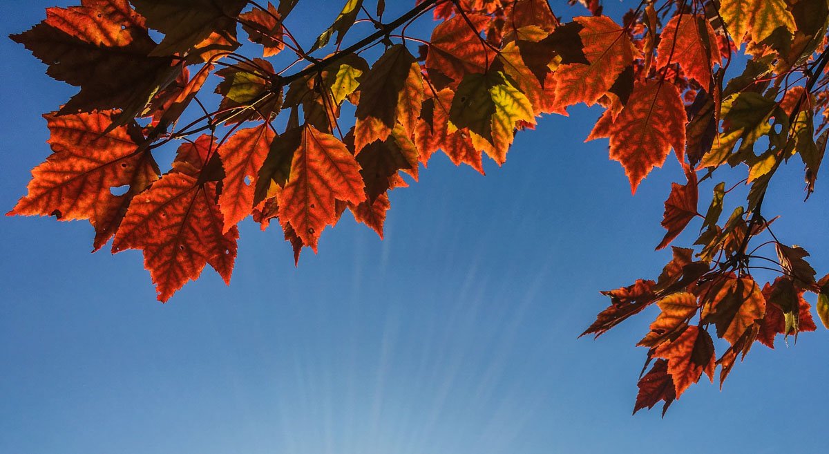 Best time to view fall red leaves in Japan