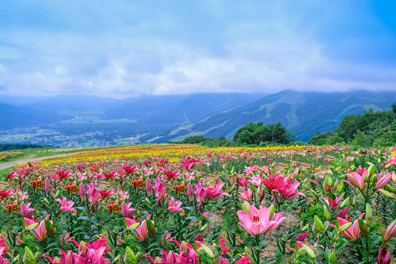 白馬村夏季終極必玩清單