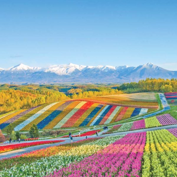 富良野8項適合家庭的趣味夏日活動