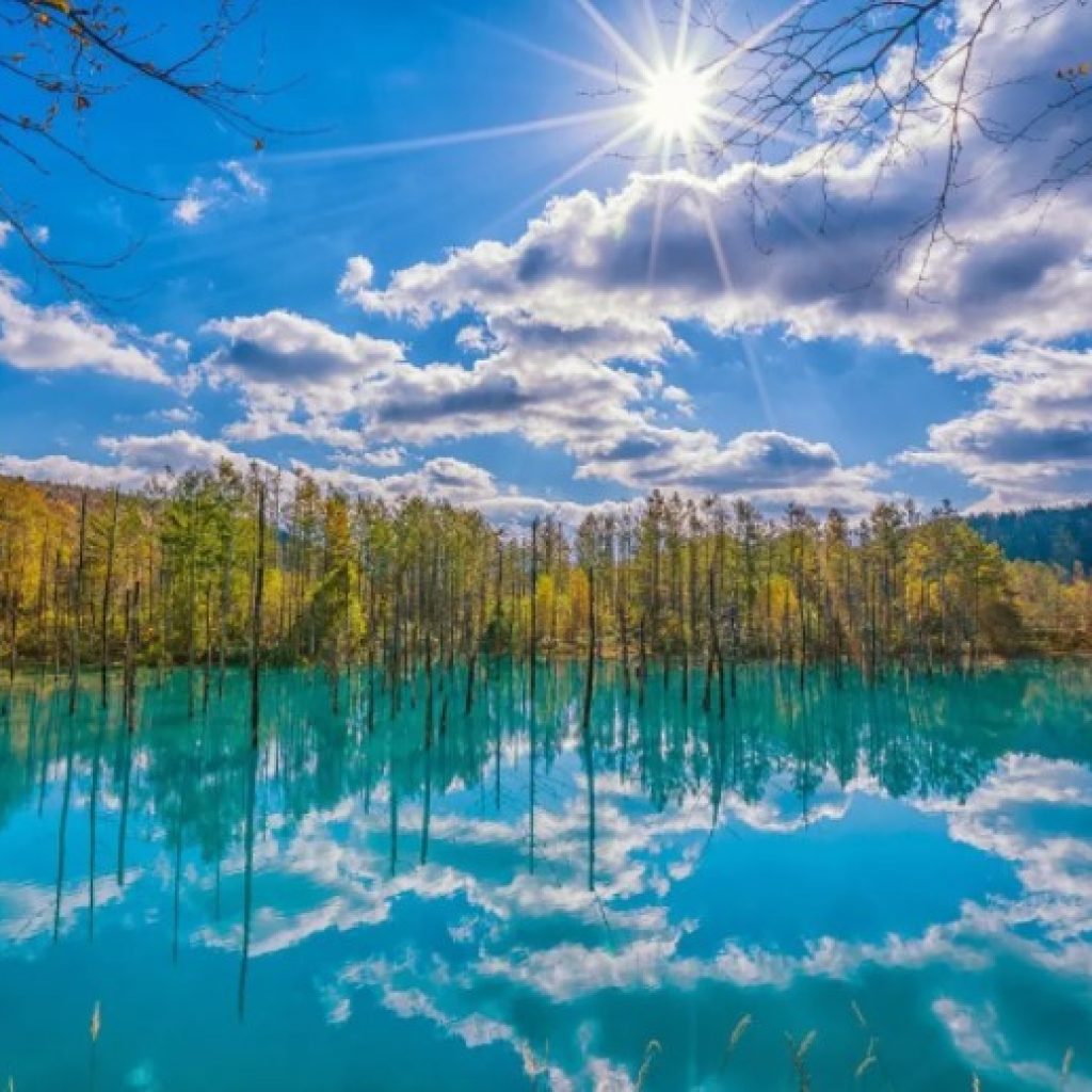 Flowers and Fun: Your Ultimate Guide to a Day in Furano