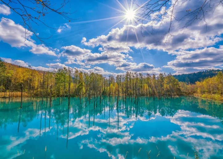 繁花與樂趣：富良野一日遊終極指南