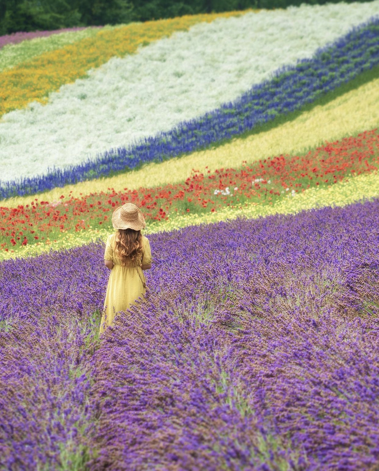 富良野夏季 10 大樂趣